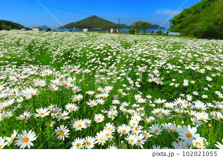 【香川県】マーガレットが満開のフラワーパーク浦島 【香川県】マーガレットが満開のフラワーパーク浦島 102021055