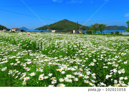 【香川県】フラワーパーク浦島の満開のマーガレット 102021058