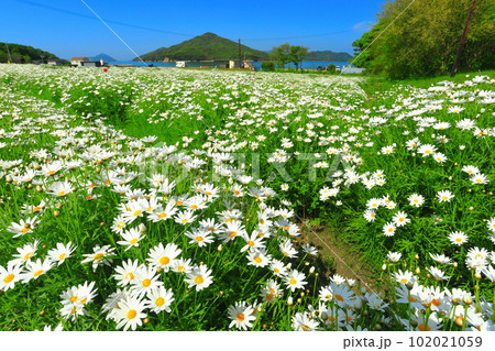 【香川県】マーガレットが満開のフラワーパーク浦島 【香川県】マーガレットが満開のフラワーパーク浦島 102021059