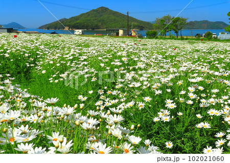 【香川県】フラワーパーク浦島の満開のマーガレット 【香川県】フラワーパーク浦島の満開のマーガレット 102021060
