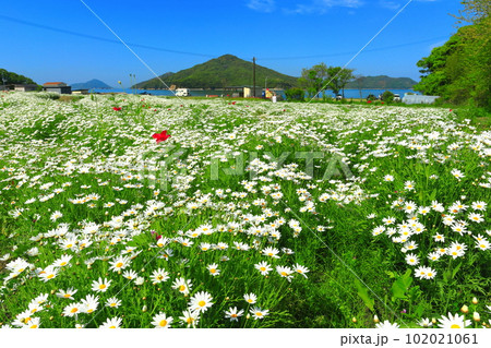 【香川県】マーガレットが満開のフラワーパーク浦島 【香川県】マーガレットが満開のフラワーパーク浦島 102021061