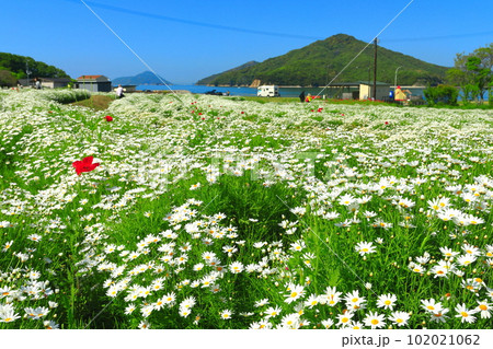【香川県】フラワーパーク浦島の満開のマーガレット 102021062