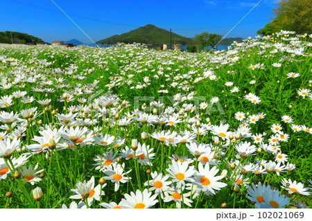 【香川県】フラワーパーク浦島の満開のマーガレット 102021069