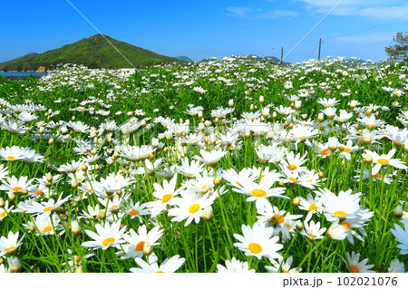 【香川県】マーガレットが満開のフラワーパーク浦島 【香川県】マーガレットが満開のフラワーパーク浦島 102021076