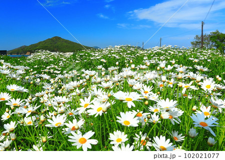 【香川県】フラワーパーク浦島の満開のマーガレット 【香川県】フラワーパーク浦島の満開のマーガレット 102021077
