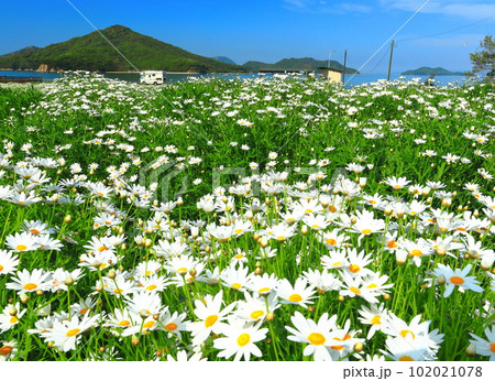 【香川県】マーガレットが満開のフラワーパーク浦島 【香川県】マーガレットが満開のフラワーパーク浦島 102021078