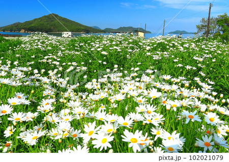 【香川県】フラワーパーク浦島の満開のマーガレット 【香川県】フラワーパーク浦島の満開のマーガレット 102021079