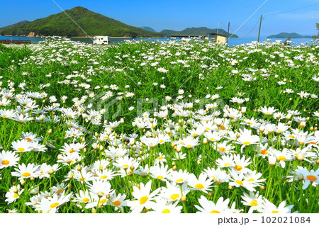 【香川県】フラワーパーク浦島の満開のマーガレット 102021084
