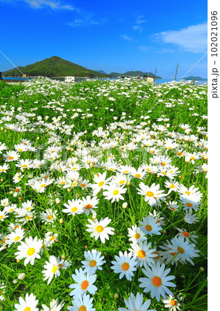 【香川県】マーガレットが満開のフラワーパーク浦島 【香川県】マーガレットが満開のフラワーパーク浦島 102021096