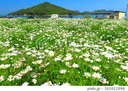 【香川県】フラワーパーク浦島の満開のマーガレット 【香川県】フラワーパーク浦島の満開のマーガレット 102021098