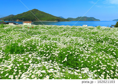 【香川県】フラワーパーク浦島の満開のマーガレット 【香川県】フラワーパーク浦島の満開のマーガレット 102021103