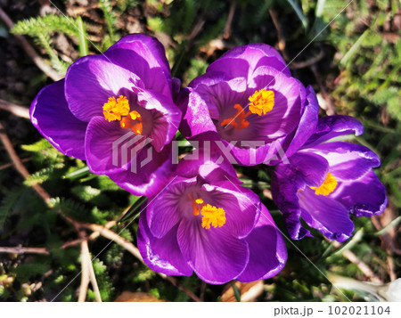 crocus flowers in the garden 102021104