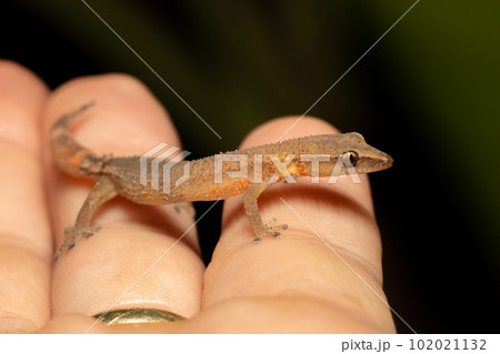 Madagascar Clawless Gecko, Ebenavia inunguis juvenile, Ranomafana National Park, Madagascar wildlife 102021132