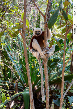 Coquerel's sifaka lemur, Propithecus coquereli, Madagascar wildlife animal Coquerel's sifaka lemur, Propithecus coquereli, Madagascar wildlife animal 102021142