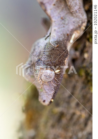 Uroplatus Phantasticus, Reserve Peyrieras Madagascar Exotic, Madagascar wildlife Uroplatus Phantasticus, Reserve Peyrieras Madagascar Exotic, Madagascar wildlife 102021146
