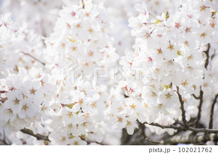 桜 102021762
