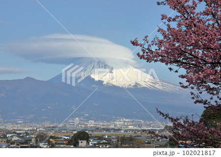 静岡県伊豆の国市韮山　公園の河津桜越しの雪化粧した富士山と笠雲 102021817