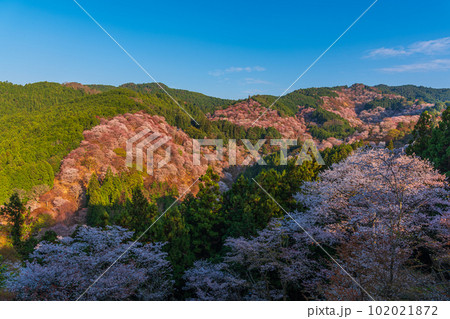 絶景、満開の桜に彩られる吉野山全景、下千本、中千本、一目千本 102021872