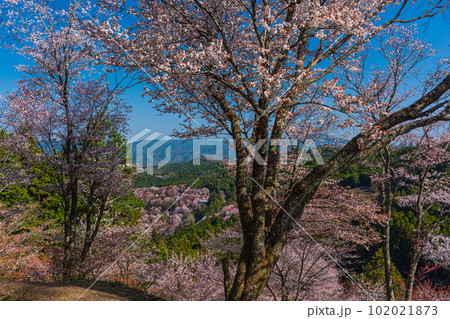 絶景、満開の桜に彩られる吉野山全景、下千本、中千本、一目千本 絶景、満開の桜に彩られる吉野山全景、下千本、中千本、一目千本 102021873