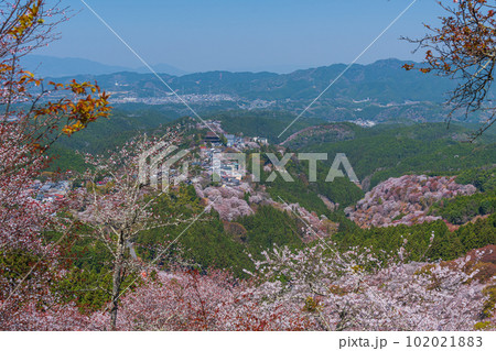 絶景、満開の桜に彩られる吉野山全景、下千本、中千本、一目千本 102021883