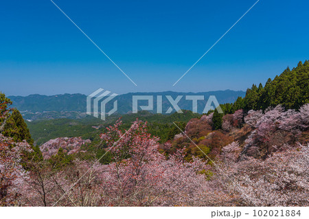 絶景、満開の桜に彩られる吉野山全景、下千本、中千本、一目千本 102021884