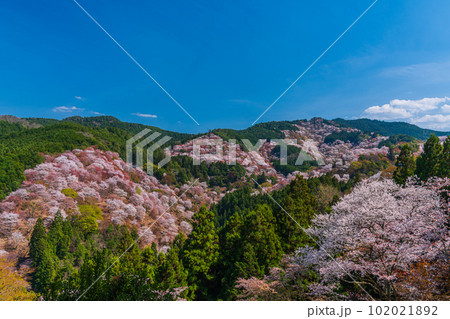 絶景、満開の桜に彩られる吉野山全景、下千本、中千本、一目千本 102021892