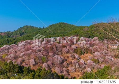 絶景、満開の桜に彩られる吉野山全景、下千本、中千本、一目千本 102021895