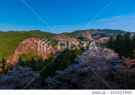 絶景、満開の桜に彩られる吉野山全景、下千本、中千本、一目千本 102021900