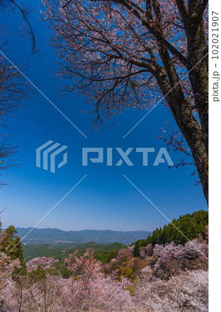 絶景、満開の桜に彩られる吉野山全景、下千本、中千本、一目千本 絶景、満開の桜に彩られる吉野山全景、下千本、中千本、一目千本 102021907