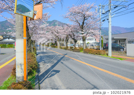 桜満開のフラワーロード【上伊那郡辰野町伊那富】 102021976