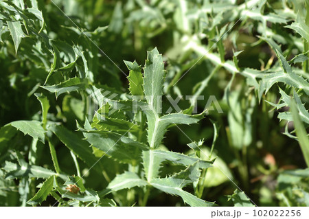 Field eryngo Field eryngo 102022256