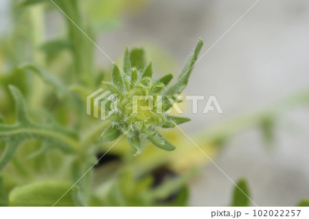 Blanket flower Aurea Pura Blanket flower Aurea Pura 102022257