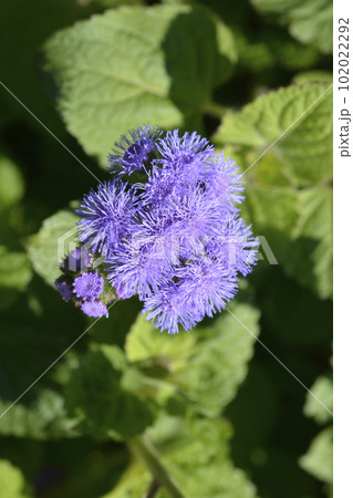 Floss Flower Floss Flower 102022292