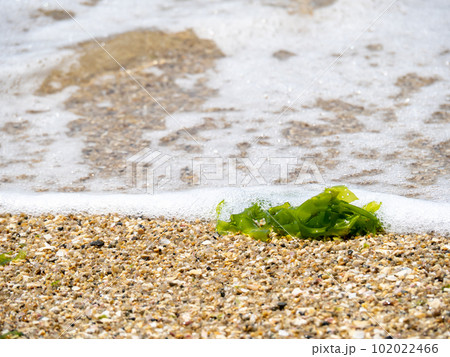 砂浜に打ち上げられた海藻。 砂浜に打ち上げられた海藻。 102022466