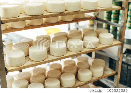 Abundance of Heads of Goat Cheese on Shelf Stands Arranged to Ripen on Cheese Farm 102023082