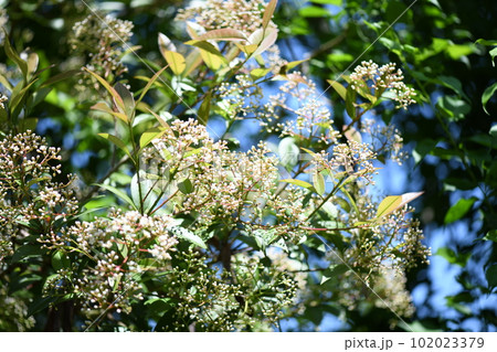バラ科の常緑樹【カナメモチ】の花 102023379