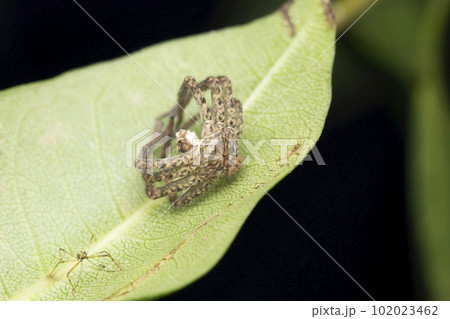 Huntsman spider moult, Heteropoda venatoria, Satara, Maharashtra, India 102023462
