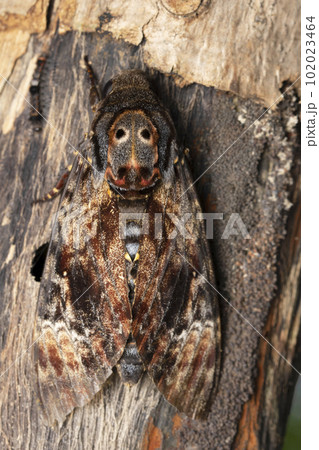 Death Head Hawk Moth, Acherontia lachesis, Satara, Maharashtra, India Death Head Hawk Moth, Acherontia lachesis, Satara, Maharashtra, India 102023464