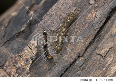 Gypsy moth caterpillar, Lymantria dispar dispar and Bridge underwing, Catocala neogama, Satara, Maharashtra, India 102023466