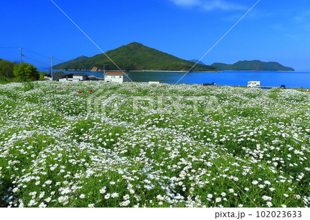 【香川県】フラワーパーク浦島の満開のマーガレット 【香川県】フラワーパーク浦島の満開のマーガレット 102023633