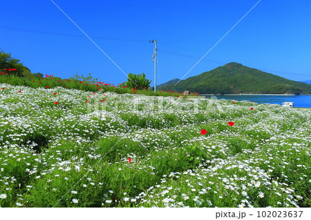 【香川県】フラワーパーク浦島の満開のマーガレット 【香川県】フラワーパーク浦島の満開のマーガレット 102023637
