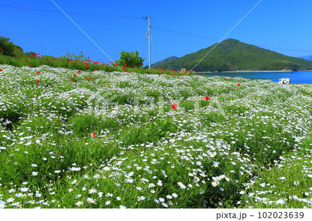 【香川県】フラワーパーク浦島の満開のマーガレット 102023639