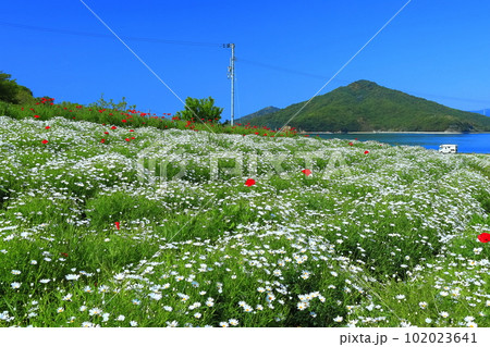 【香川県】フラワーパーク浦島の満開のマーガレット 102023641