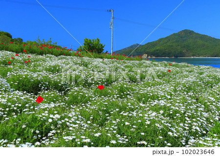 【香川県】フラワーパーク浦島の満開のマーガレット 【香川県】フラワーパーク浦島の満開のマーガレット 102023646