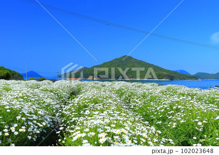 【香川県】フラワーパーク浦島の満開のマーガレット 【香川県】フラワーパーク浦島の満開のマーガレット 102023648