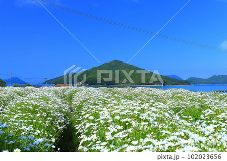 【香川県】フラワーパーク浦島の満開のマーガレット 102023656