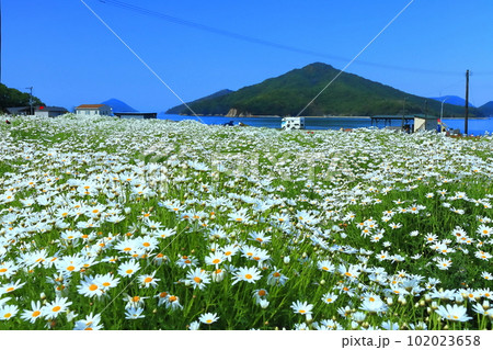 【香川県】フラワーパーク浦島の満開のマーガレット 【香川県】フラワーパーク浦島の満開のマーガレット 102023658