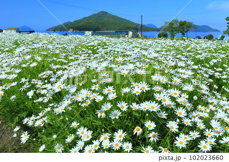 【香川県】フラワーパーク浦島の満開のマーガレット 102023660