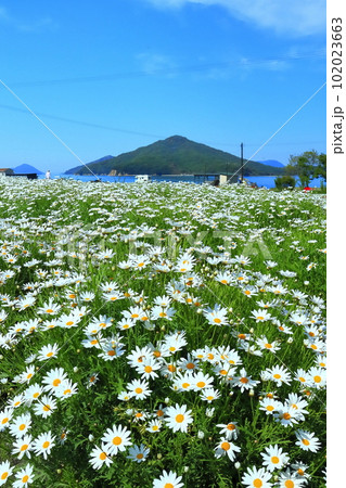 【香川県】フラワーパーク浦島の満開のマーガレット 【香川県】フラワーパーク浦島の満開のマーガレット 102023663