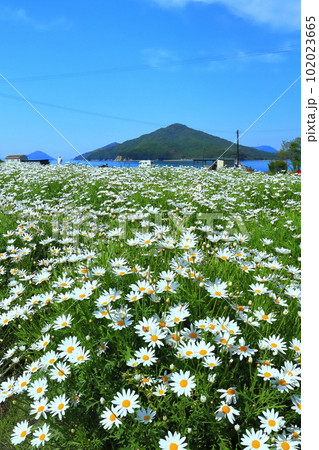 【香川県】フラワーパーク浦島の満開のマーガレット 【香川県】フラワーパーク浦島の満開のマーガレット 102023665